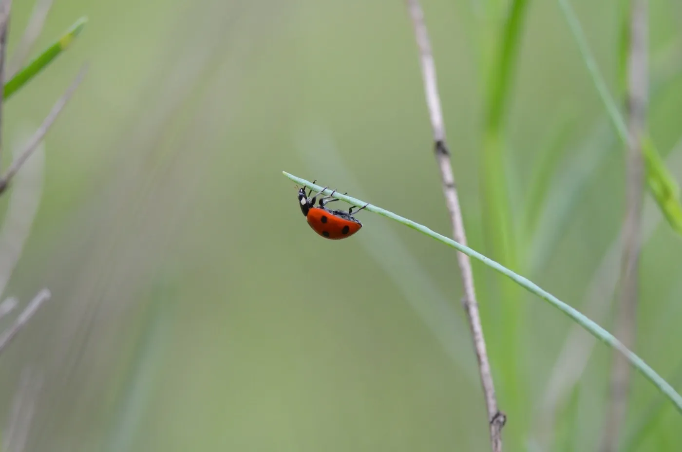 A ladybug climbing on a twig representing the idea of an insidious software bug