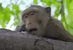 A yawning monkey