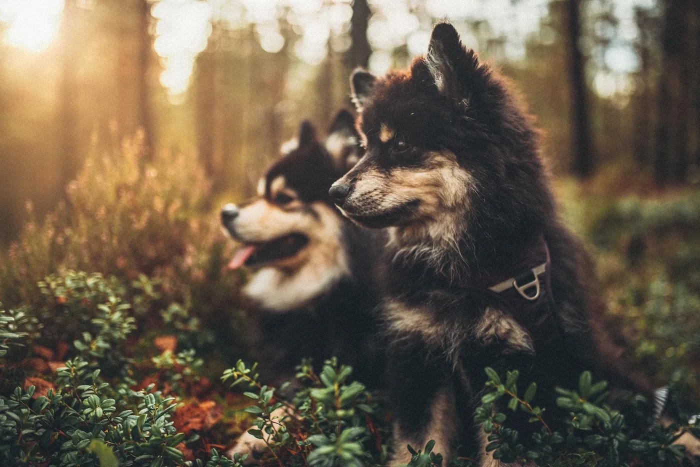 A pair of dogs who are not pair programming, but let&#x27;s pretend they are