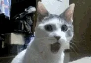 A shocked cat