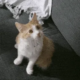 A cat saying "WAIT WHAT"